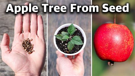 How to plant apple trees in minecraft