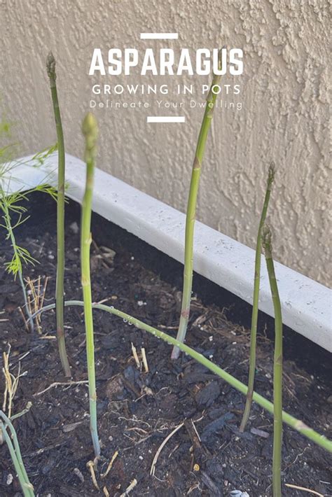 How to plant asparagus in a pot