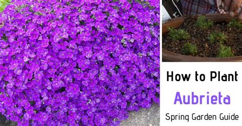 How to plant aubrieta in a wall