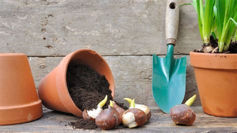 How to plant bulbs in pots uk
