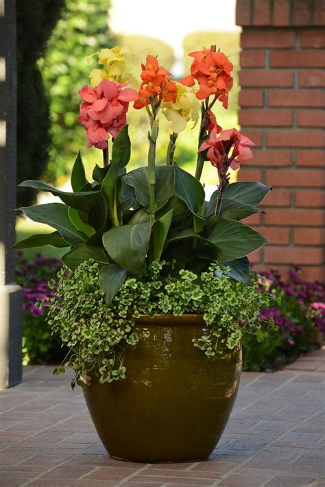 How to plant cannas in pots
