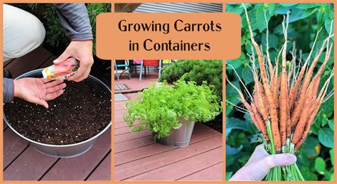How to plant carrots in containers