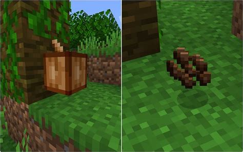 How to plant cocoa beans in Minecraft 1 19 update