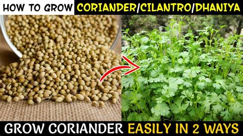 How to plant coriander in home