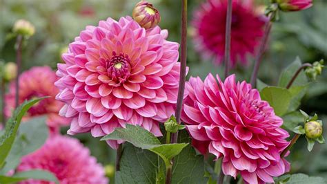 How to plant dahlia tubers – for a glorious floral display