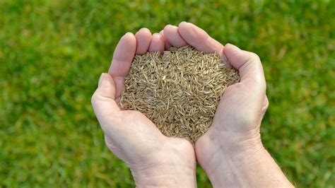 How to plant grass seed. Apr 21, 2020 · Step 1. How to sow grass seed – sowing grass seed. Sow grass seed at the rate of one-and-a half ounces per square metre. Weigh out the first amount, put it in a plastic cup and mark the side to use as a measure. Using canes, mark out your site into 1m squares and scatter one cup of seed evenly into each. 