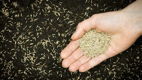 How to plant grass seed and get a greener yard Tom s Guide
