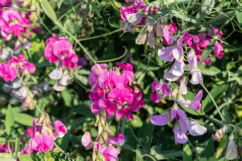 How to plant grow and care for sweet pea flowers. - Metapher und gleichnis in den schriften lukians..