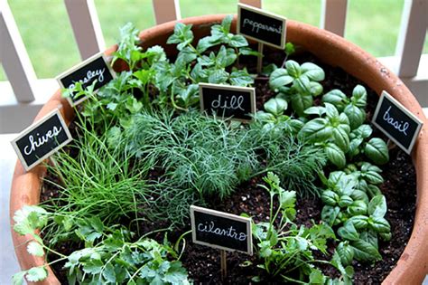 How to plant herbs in garden