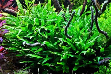 How to plant java fern in aquarium