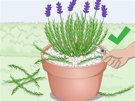 How to plant lavender in a pot