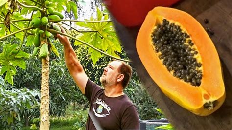 How to plant papaya seeds. Where To Plant Papaya for Peak Production. Papayas love full sun and little wind. Plant your seedlings or seeds in a location that gets lots of sun, but is protected from strong winds. Also, papayas have finicky roots. They are susceptible to root rot if they are in wet soil for a prolonged time. 