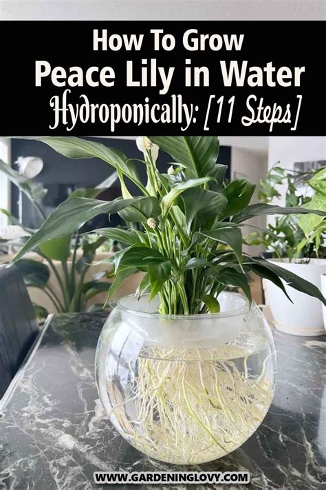How to plant peace lily in water