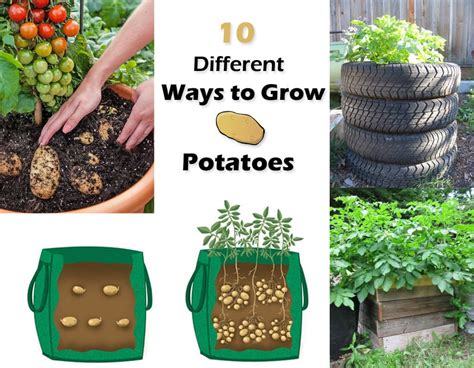 How to plant potatoes. Planting Potatoes . I grow potatoes in rows in raised beds. There are several different methods to plant potatoes, such as 5-gallon buckets, bags, or containers, digging holes in the soil, and even in straw bales. But today will talk precisely about planting directly in rich garden soil using a v-shaped trench. 