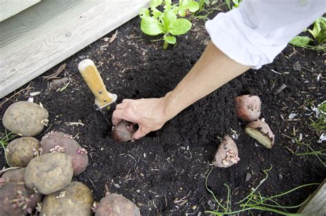 How to plant potatoes and when to do it Tom s Guide