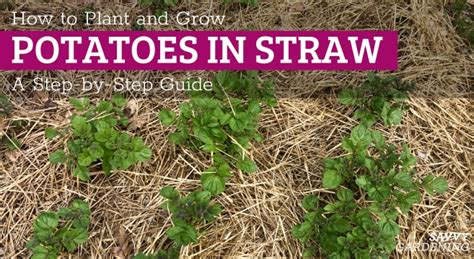 How to plant potatoes in straw