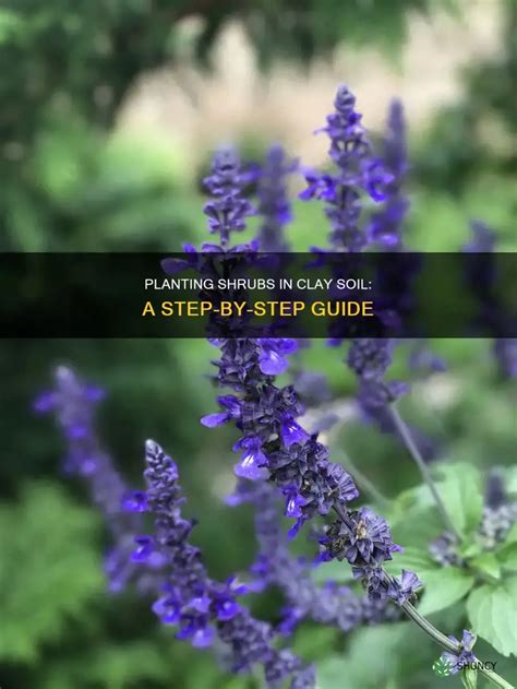 How to plant shrubs in clay soil