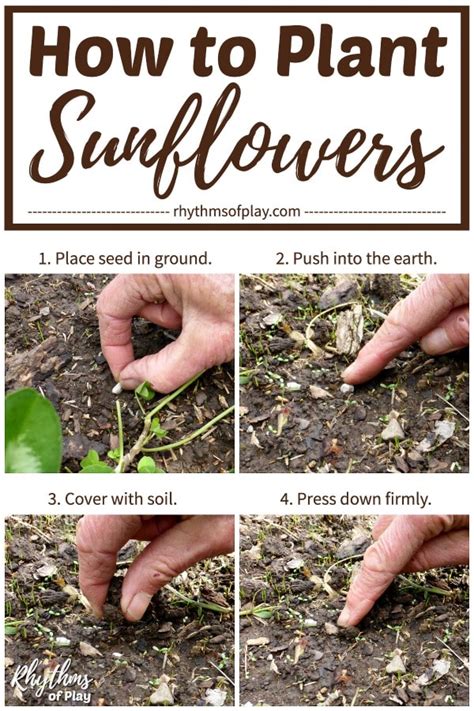 How to plant sunflower seeds and when to do it Tom s Guide