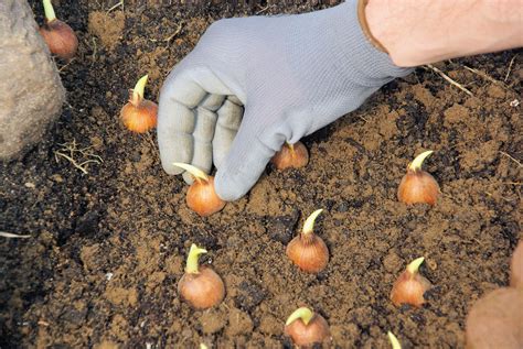How to plant tulip bulbs. Tulips require full sun and well-drained soil and grow best in soil with a pH of 6.0-6.5. Raised beds, sandy soil amended with organic material and slopes offer ... 