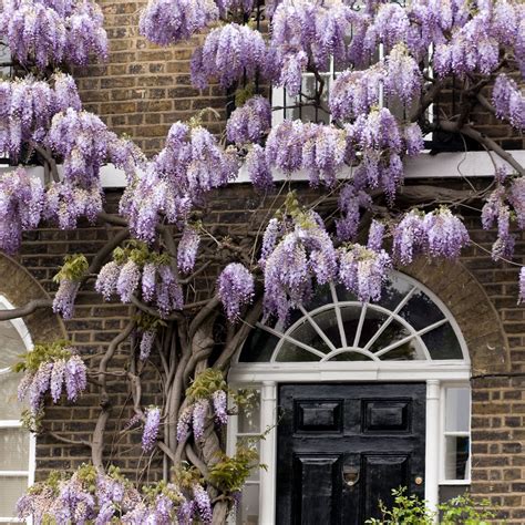 How to plant wisteria in a pot