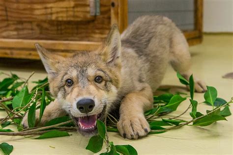 How to play with wolves in San Diego County this fall