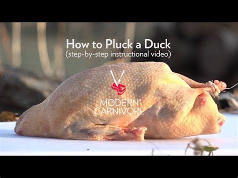 How to pluck ducks? - BackYard Chickens