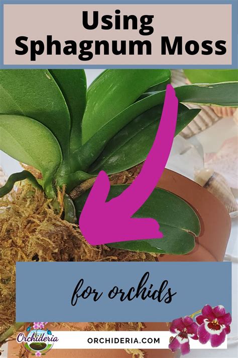 How to pot orchids in sphagnum moss