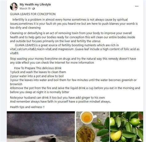 How to prepare guava leaf for infertility problem.  The crew has been prep...