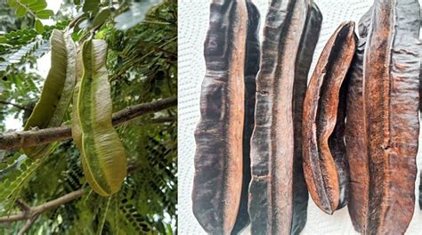 How to prepare prekese for fertility.  Remedy for fertility original soun...