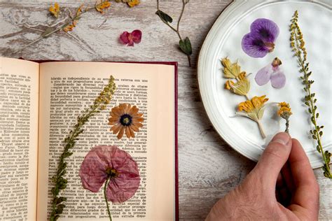 How to preserve flower in book