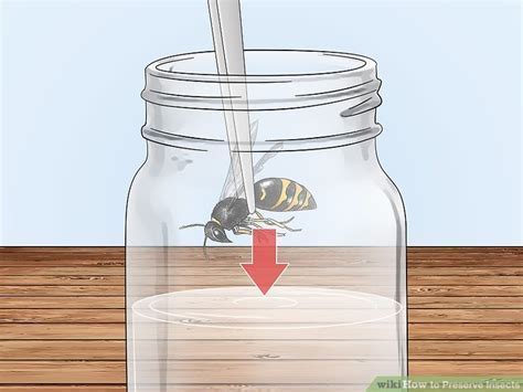 How to preserve insects in alcohol