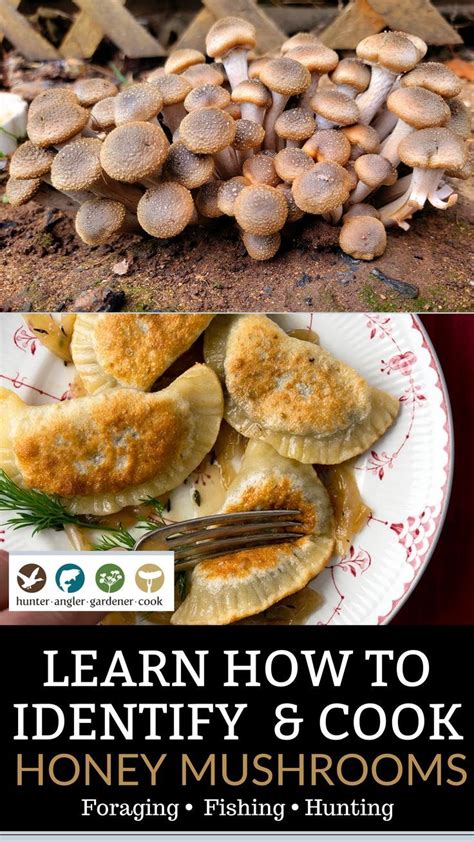 How to preserve mushrooms in honey