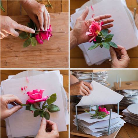 How to press roses in a book