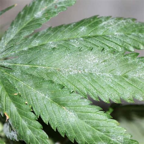 How to prevent and treat downy mildew on marijuana