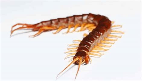 How to prevent centipede in bathroom