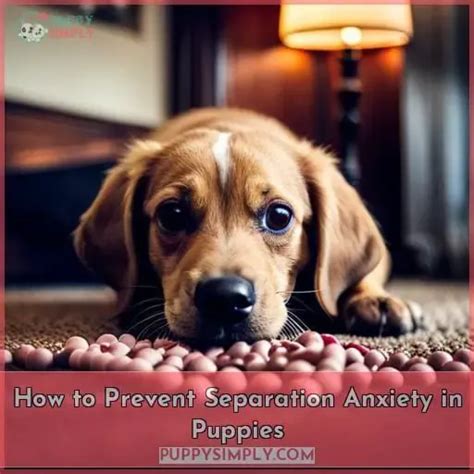 How to prevent separation anxiety in puppies