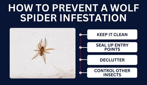 How to prevent wolf spiders in home