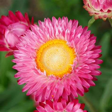 How to pronounce Helichrysum bracteatum