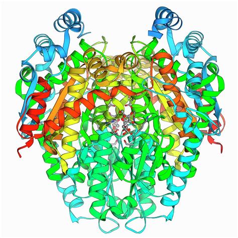 How to pronounce phosphoglucoisomerase - synonyms.com