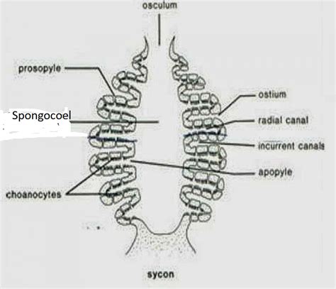 How to pronounce scypha