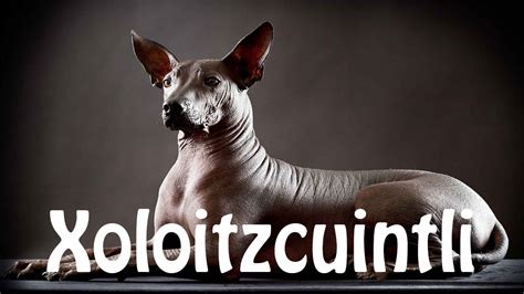 How to pronounce xoloitzcuintli. how do you pronounce xoloitzcuintli The Xoloitzcuintli, also known, for simplicity’s sake, by the name of Xolo is a Mexican dog that is hairless. The Xoloitzcuintli is considered as a symbol of Mexico and was proclaimed as a symbol of Mexico City in 2016. This breed of dog is known to be very old and were domesticated by the indigenous ... 