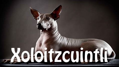 How to pronounce xoloitzcuintli - YouTube