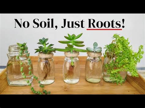 How to propagate a succulent in water