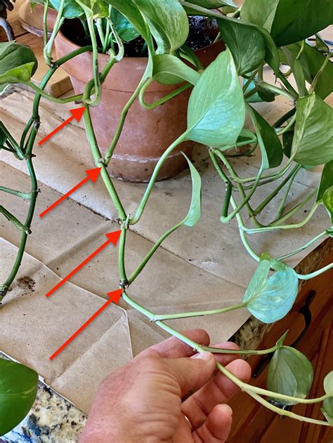 How to propagate pothos. Things To Know About How to propagate pothos. 