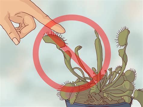 How to properly care for venus fly trap? - ulamara.youramys.com