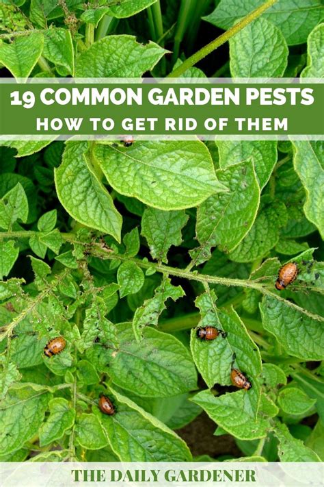 How to protect your garden from the 12 most common pests an easy garden guide. - Counter intelligence a guide to the best ethnic and authentically.