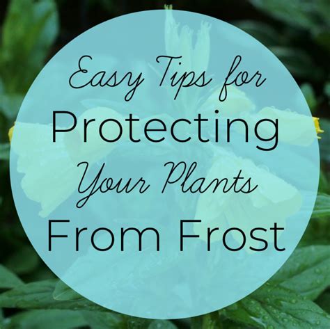 How to protect your plants from frost ahead of chilly temps