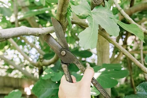 How to prune a fig tree. Mar 1, 2021 ... You will want to prune your fig tree in spring. Use sharp secateurs, loppers and a pruning saw to reduce your fig tree and remove any ... 