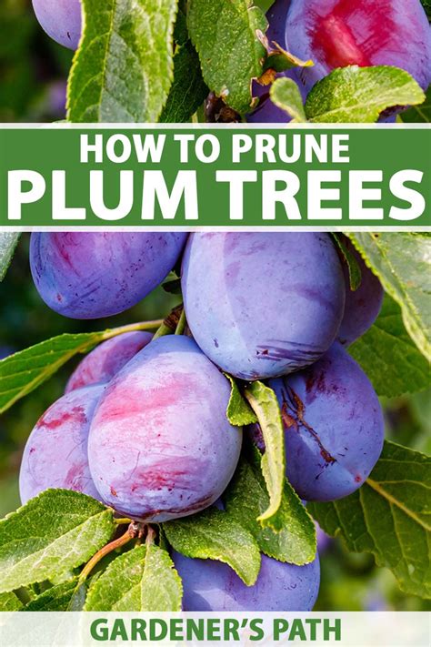 How to prune a plum tree. Remove crossing limbs and crowded limbs from the center of the tree. There are cuts that encourage a vase-like shape. To slow the growth of thinner limbs, head back by two-thirds. When you’re ready to prune, use a pair of pruning shears to cut off the branches that are too long or too short. 