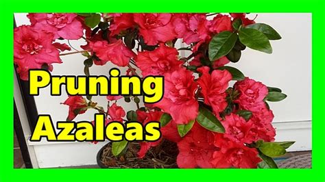 How to prune azaleas in pots